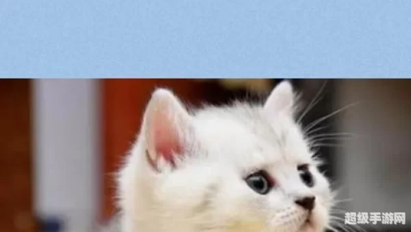 谁可以给我新版猫咪的地址