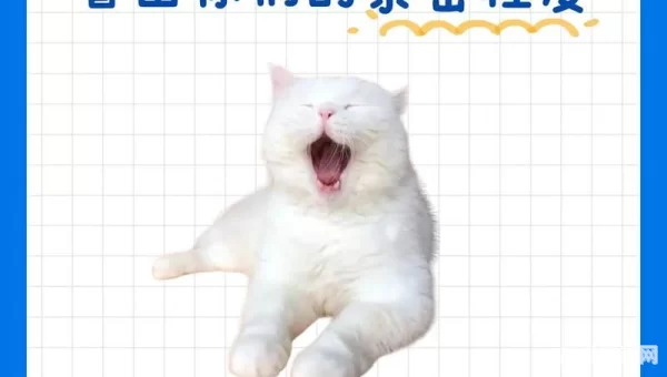 谁可以给我新版猫咪的地址