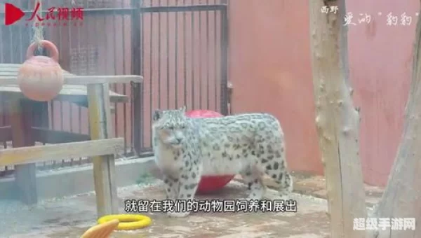 爱的豹豹