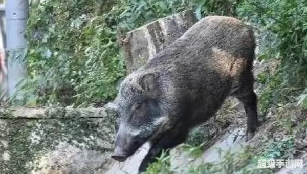 真野猪怎么打